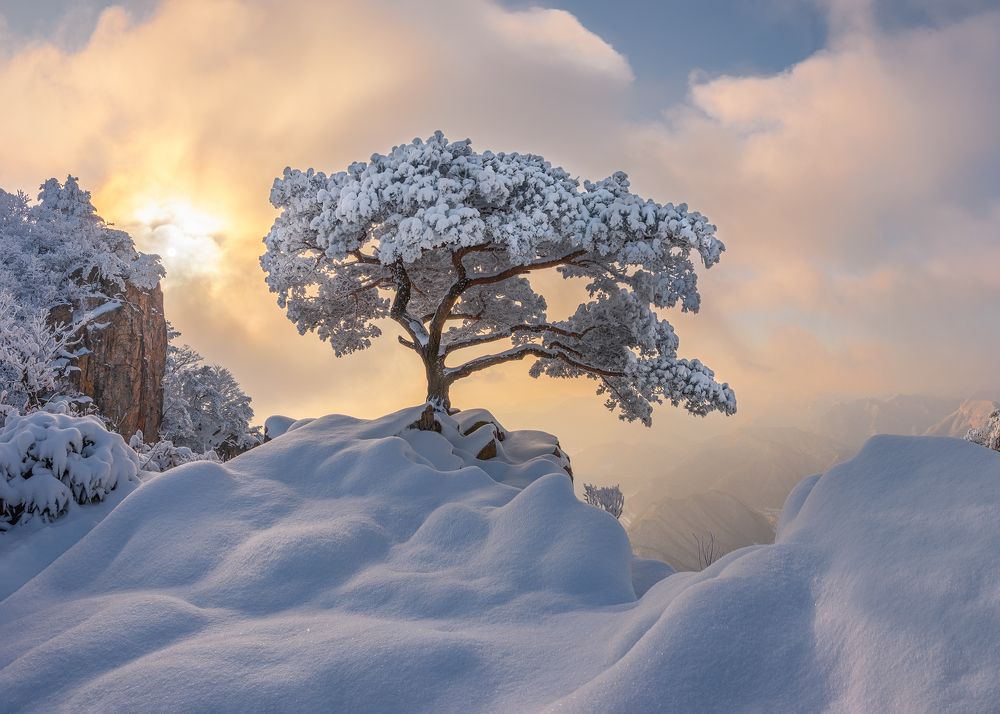 Temptation of the white tree