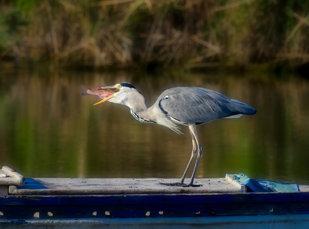 Рыбный завтрак