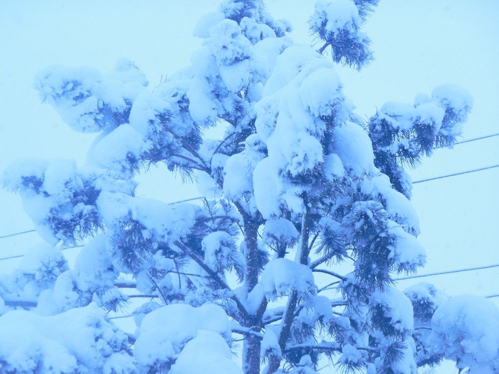 Photograph by Владимир Ложкин