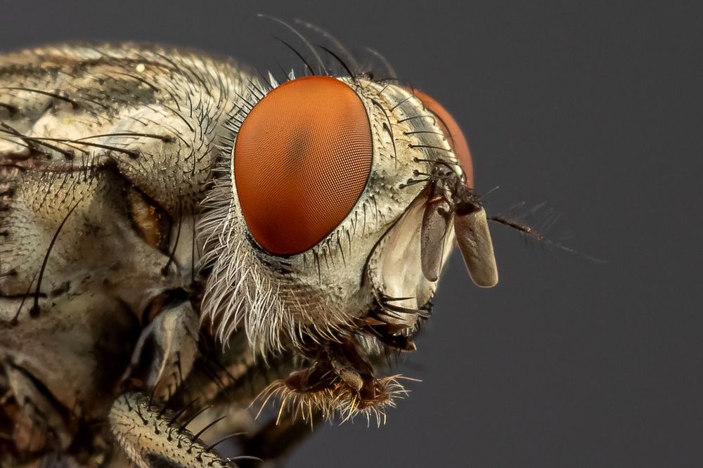 портрет Мухи-Цокотухи