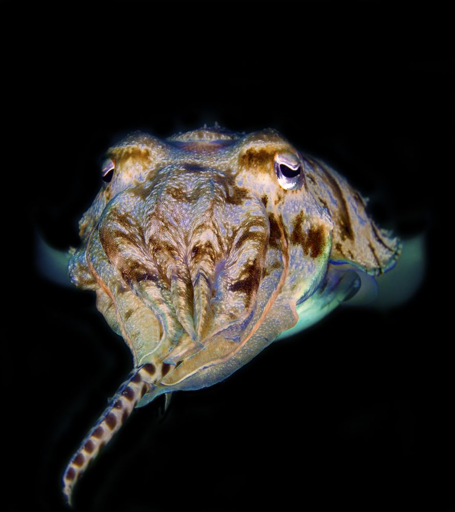 Photograph by Юрий Перевозников