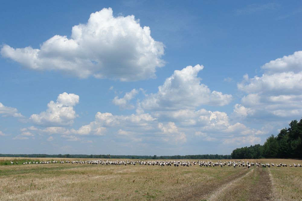 Photograph by Сергей Тарасюк