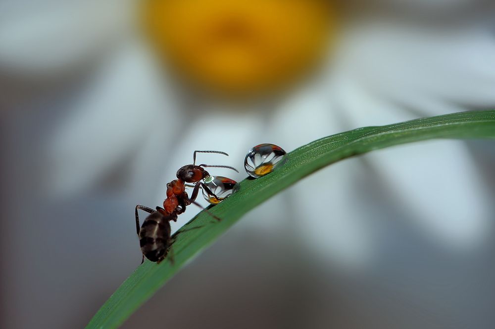 Photograph by Sokolova Tatiana