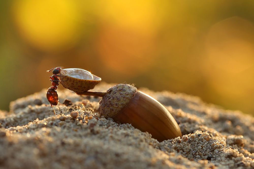 Photograph by Sokolova Tatiana