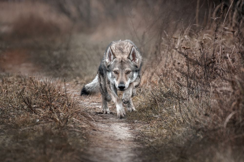 Photograph by Алексей Леонидович