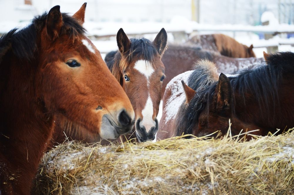 Photograph by Ольга Карабулина