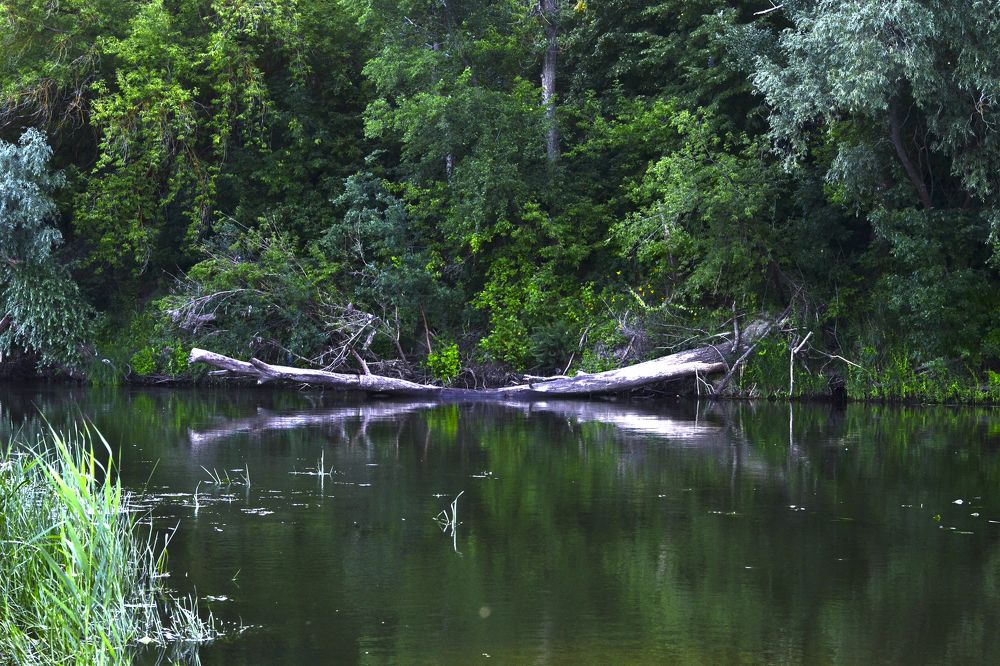 На реке Хопёр
