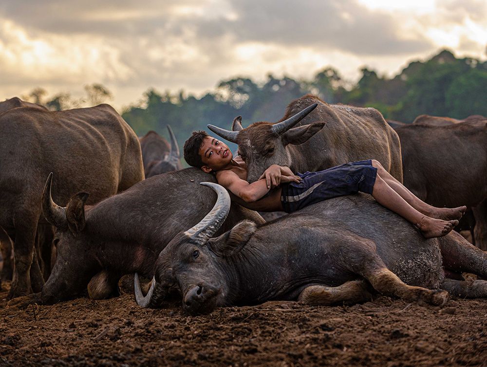 Syukor, the buffalo boy.