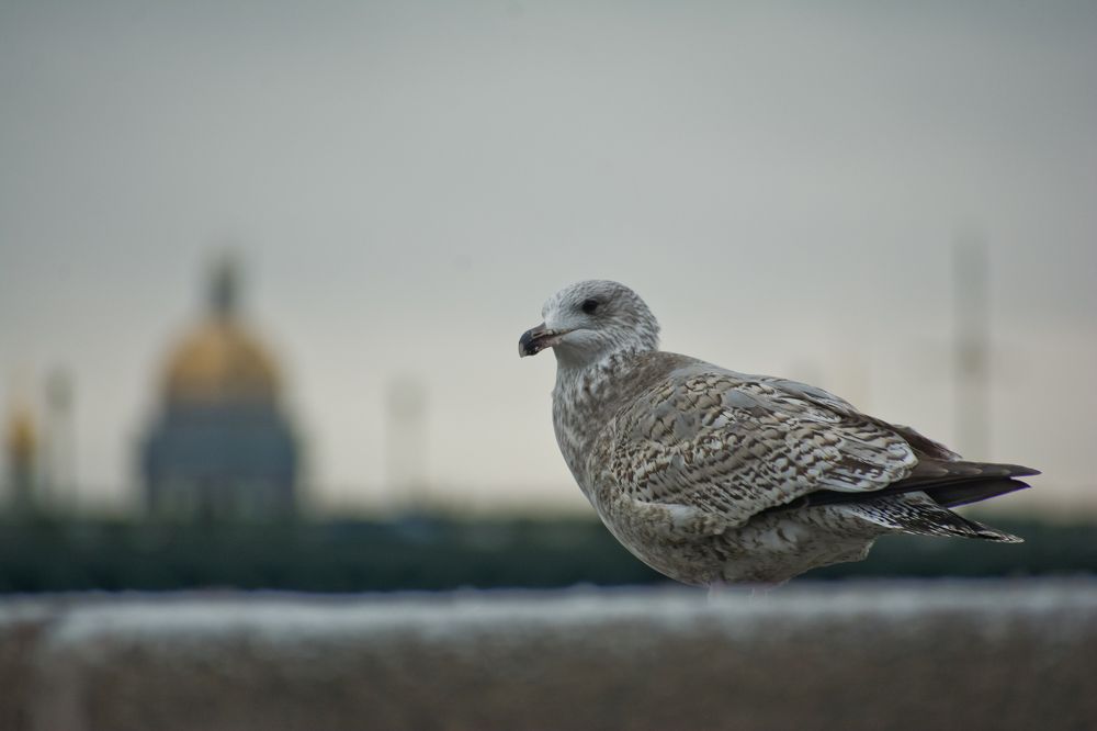 Photograph by Дмитрий Жижин