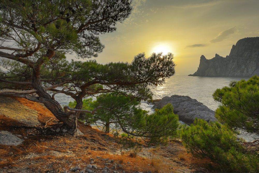 Сосна Палласа