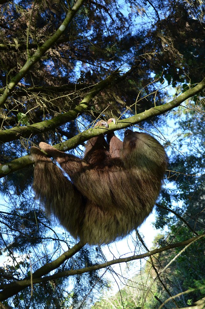 Oso perezoso en pino.