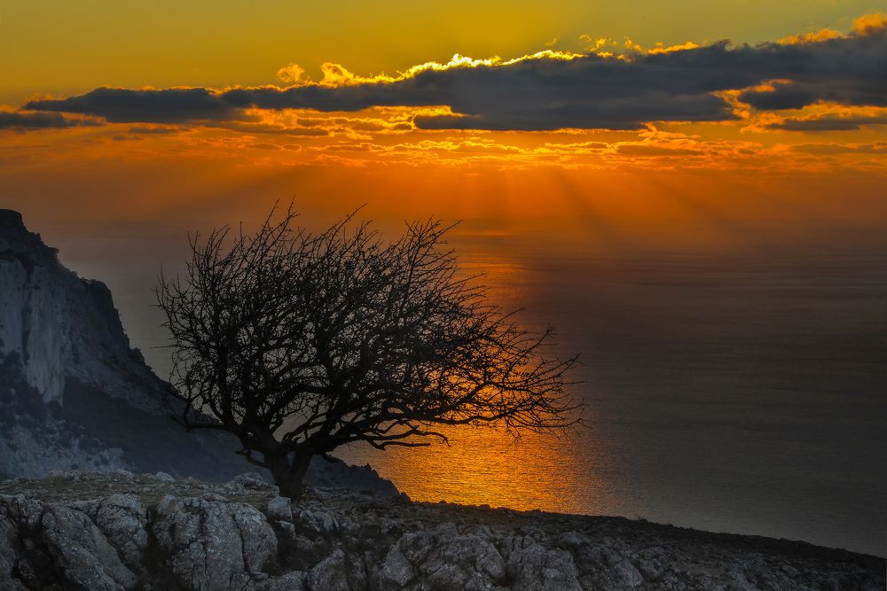 Дикая груша