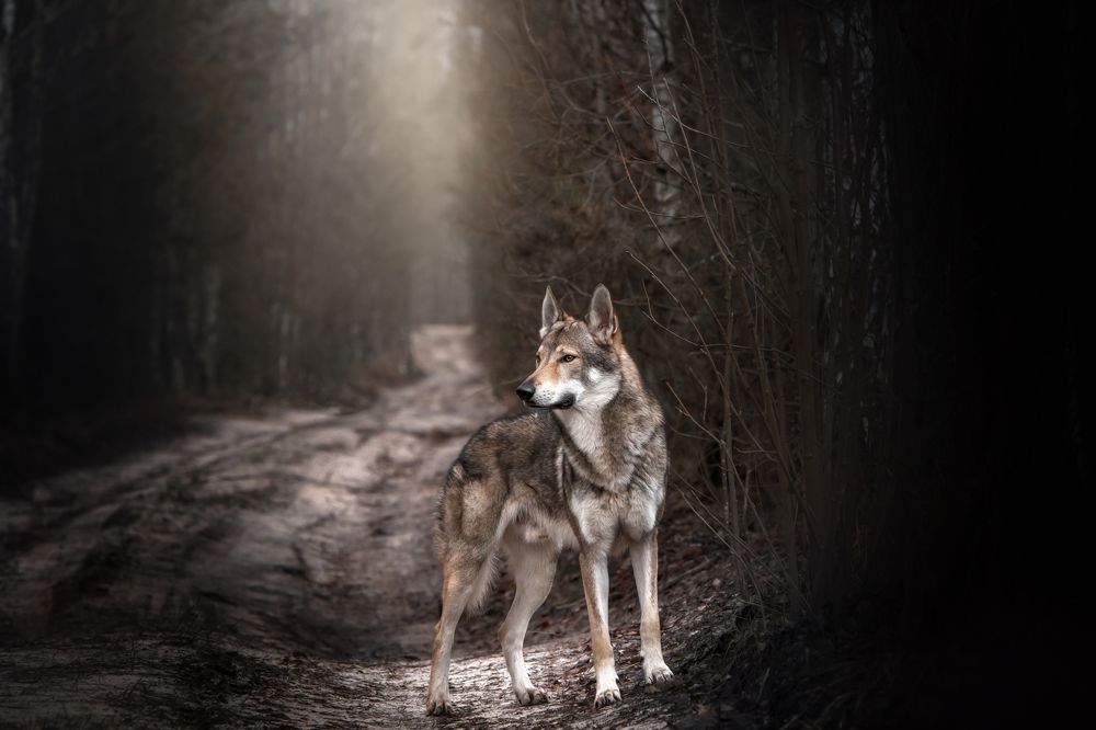 Photograph by Алексей Леонидович