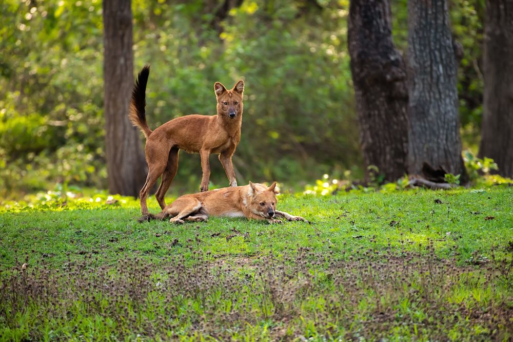 Photograph by Amith Bhavikatti