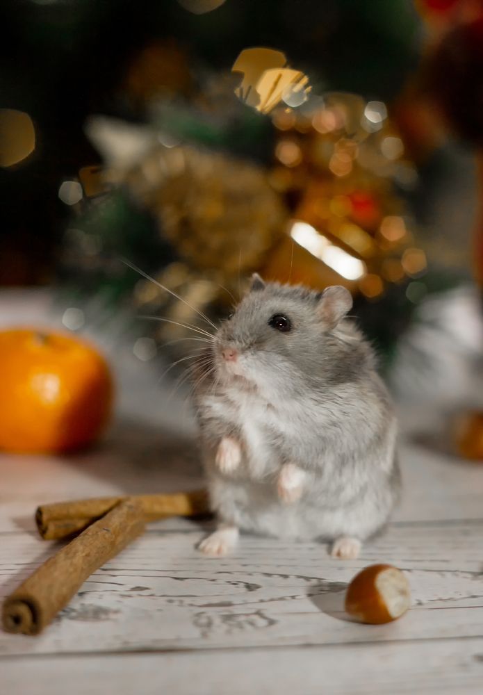 Фотография автора Марина Боцман