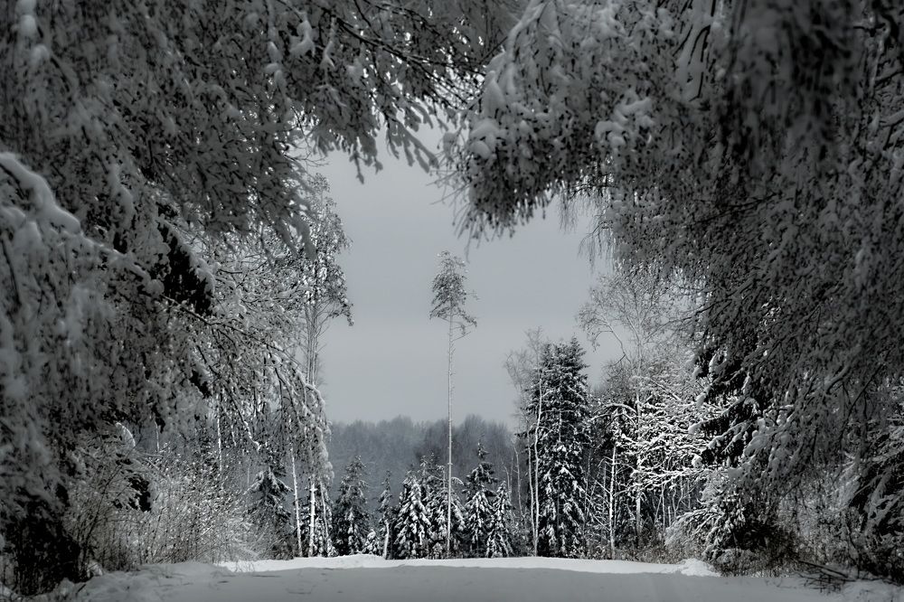 Photograph by Galina