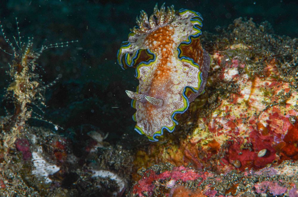 Photograph by Guido Wouters