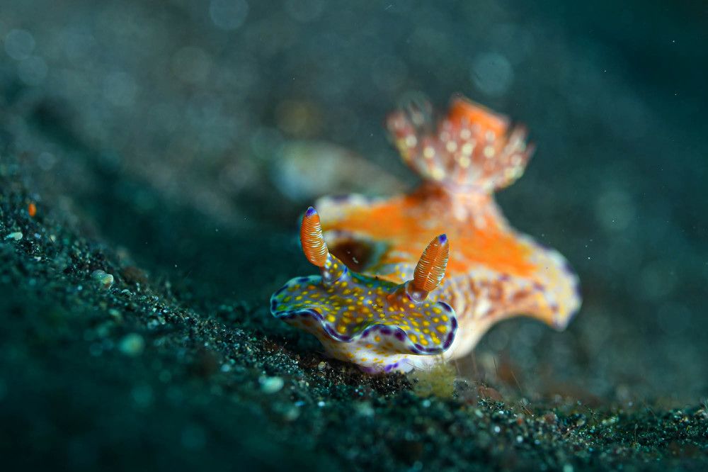 Photograph by Guido Wouters