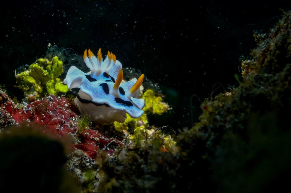 Photograph by Guido Wouters