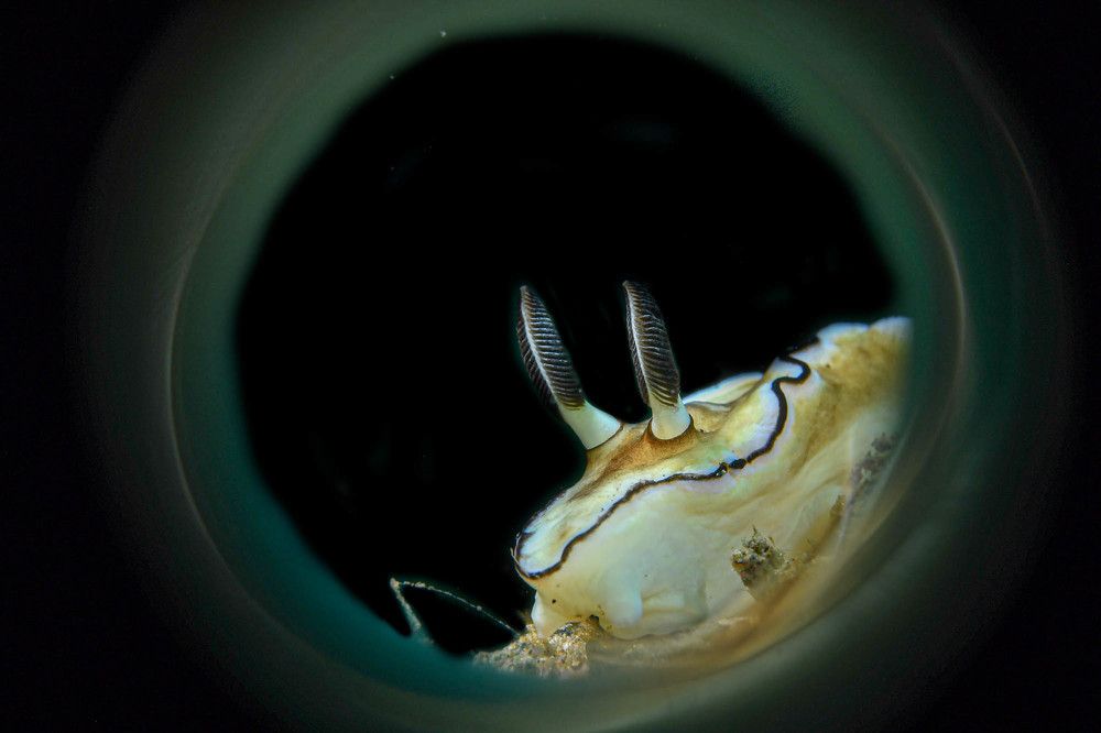 Photograph by Guido Wouters