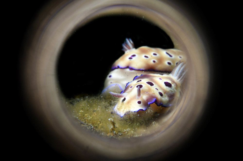 Photograph by Guido Wouters