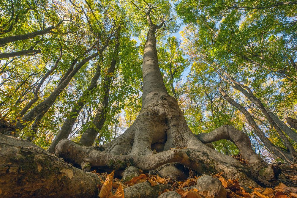 В буковом лесу