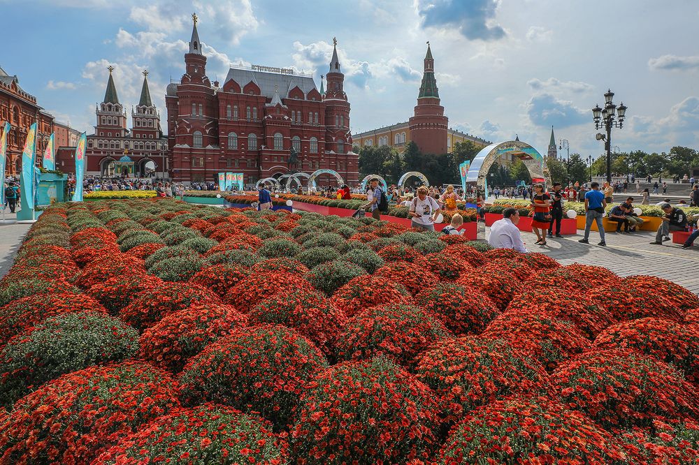 Площадь хризантем