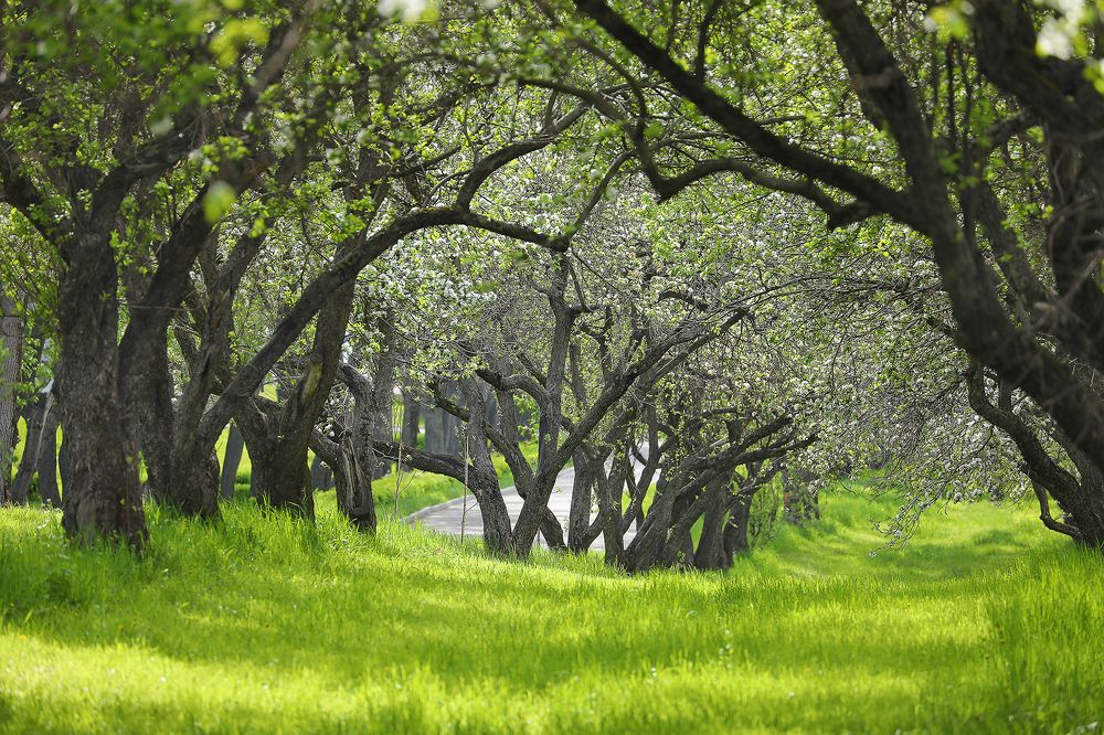 Яблоневый сад