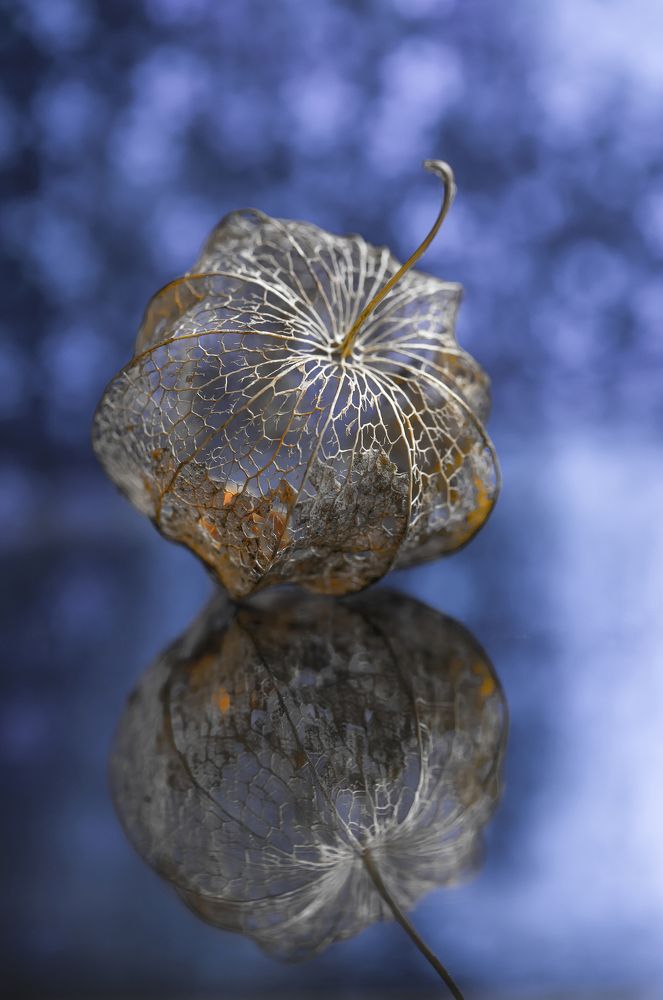 Хрупкое кружево