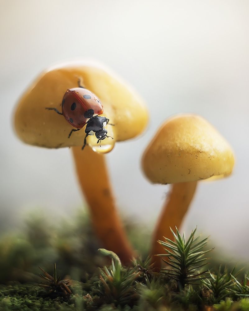 Photograph by Полина Васеева