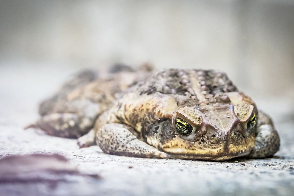 Photograph by Bijaya Lamichhane Jaisi