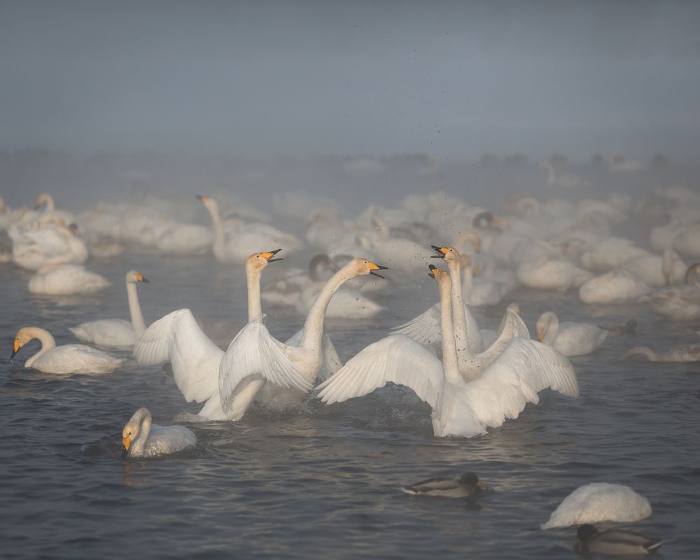 Photograph by Андрей Худзиев