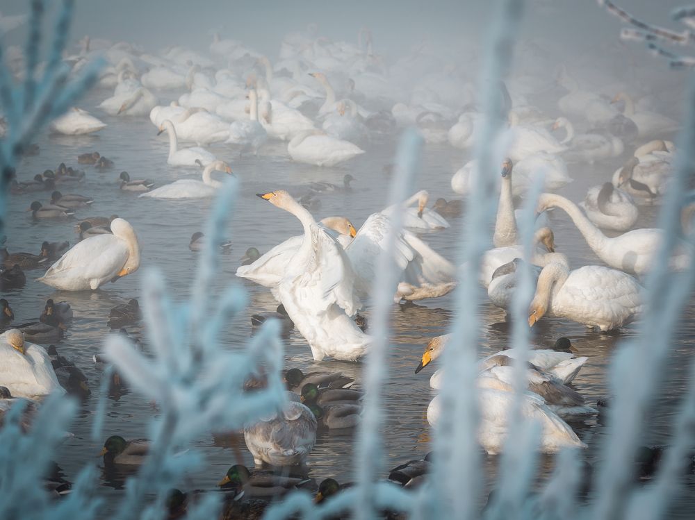 Photograph by Андрей Худзиев