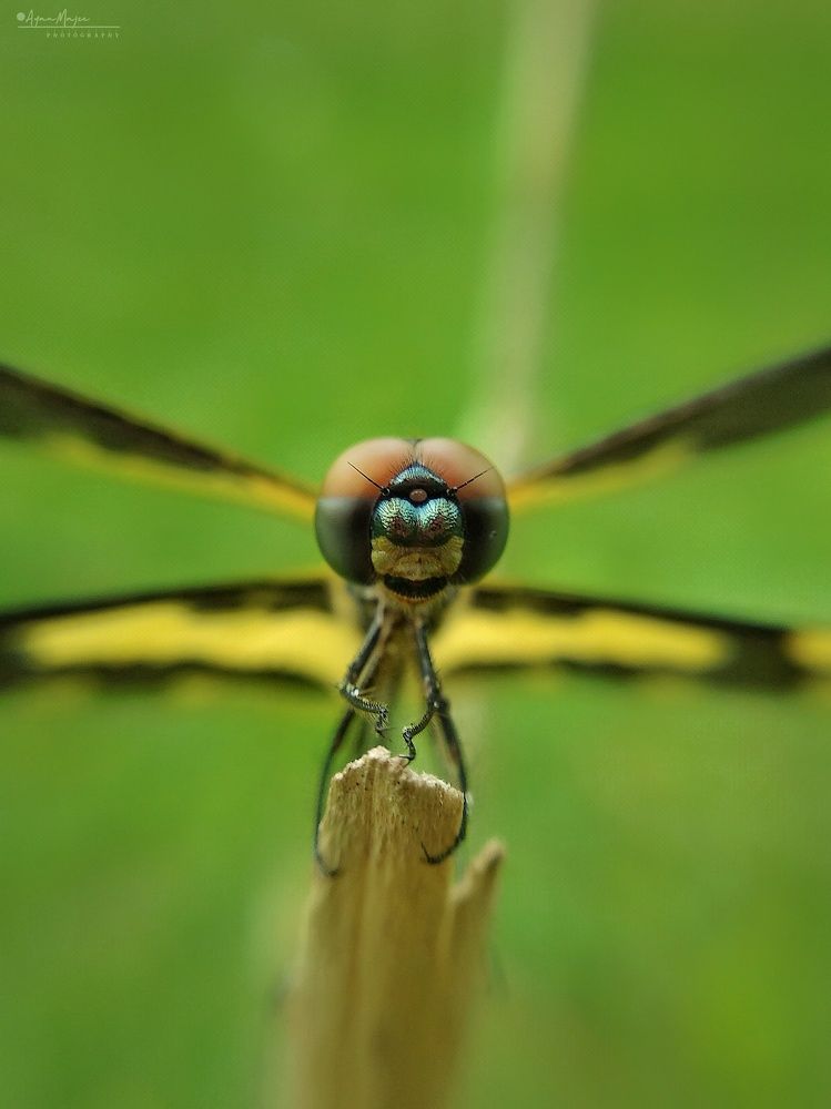 Dragon Fly