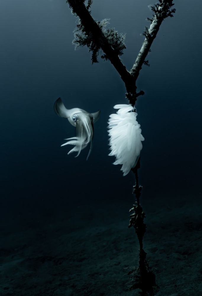 Photograph by Steven Freeman