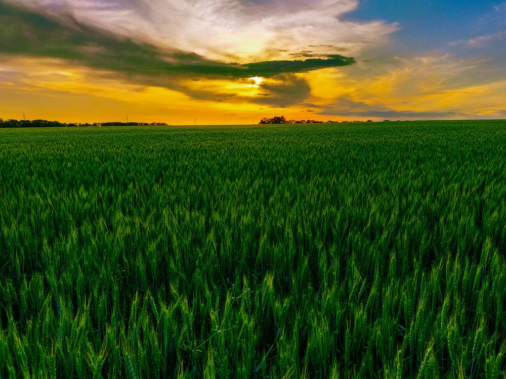 Закат над пшеничным полем