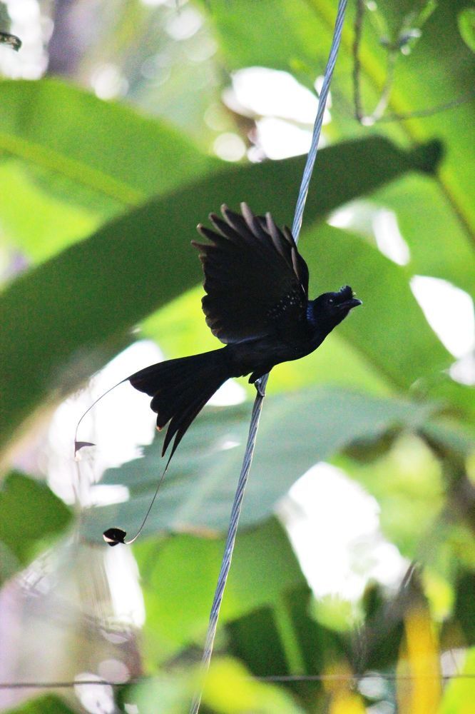 A bully, a mimic, an attacker!