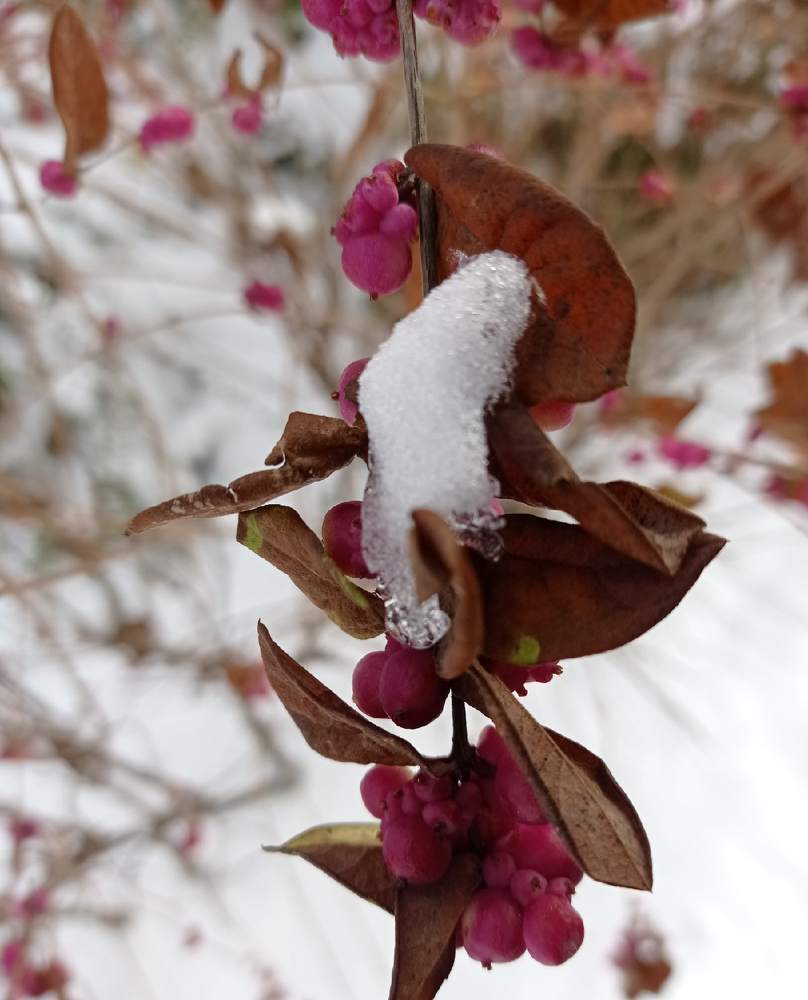 Photograph by Челышева Ирина