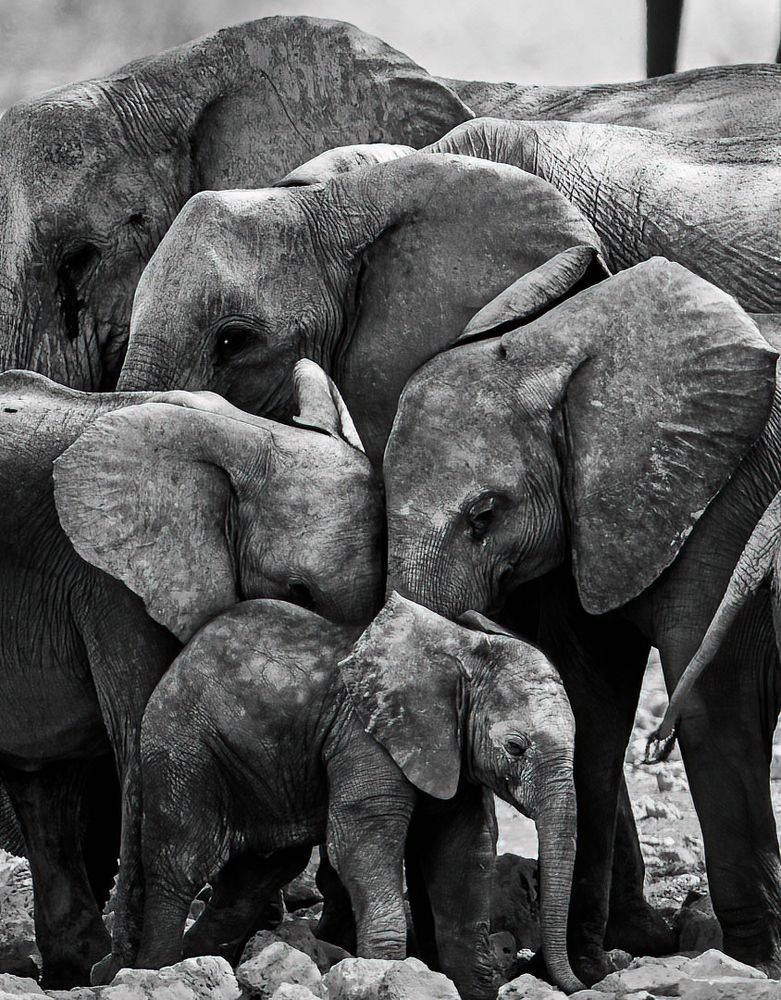 Clay splattered elephant family