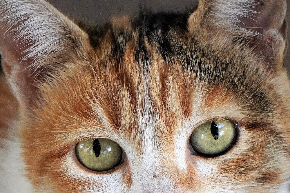 Photograph by Tamir Mor