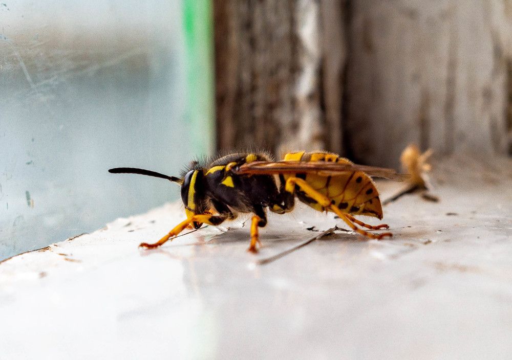 Фотография автора Владимир Оликов