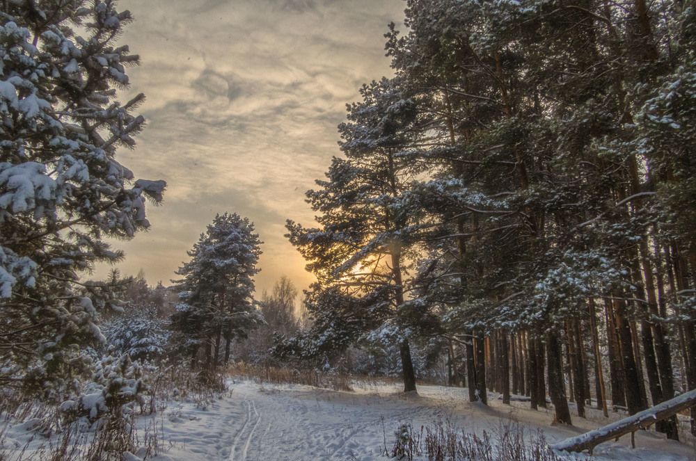 Зимняя прогулка