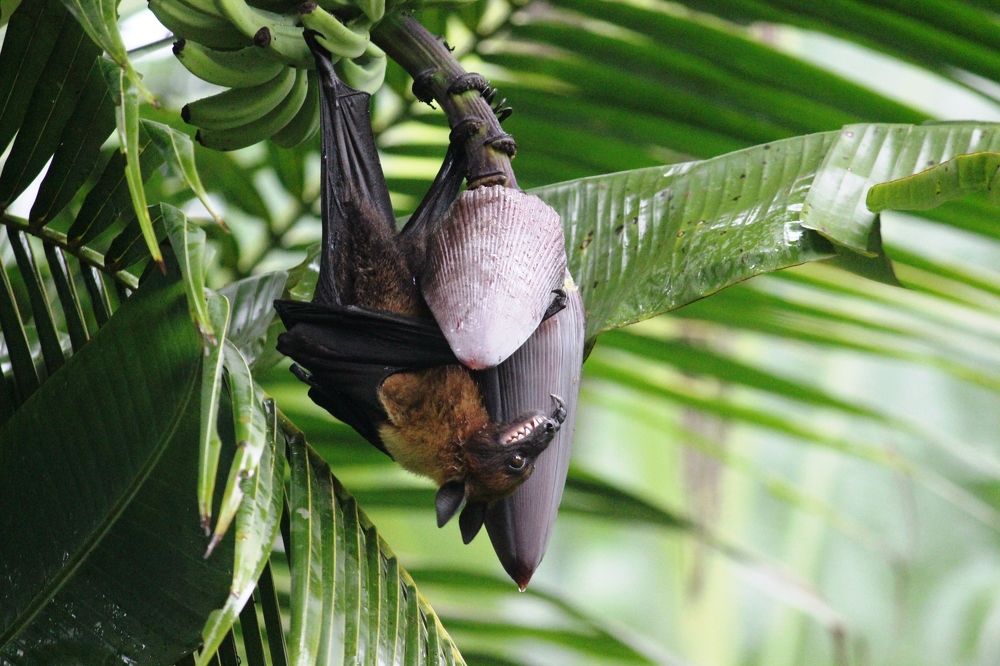 pןɹoʍ ʎʌɹnʇ ʎsdoʇ ʇɐ ᵷuıʞɹıɯS