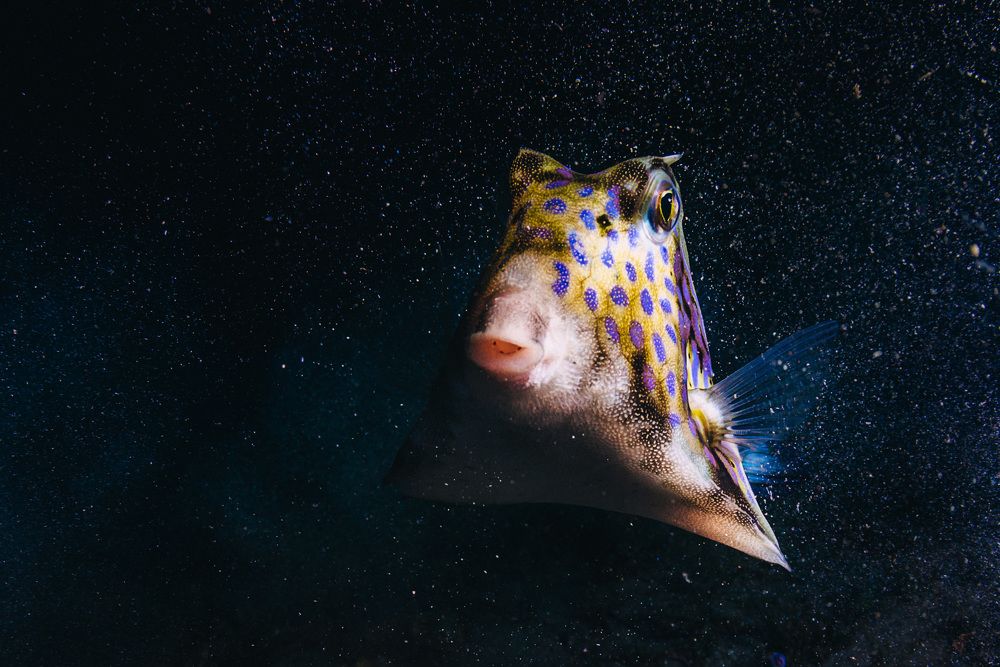 Фотография автора Евгения Кирпиченкова (Клипп)