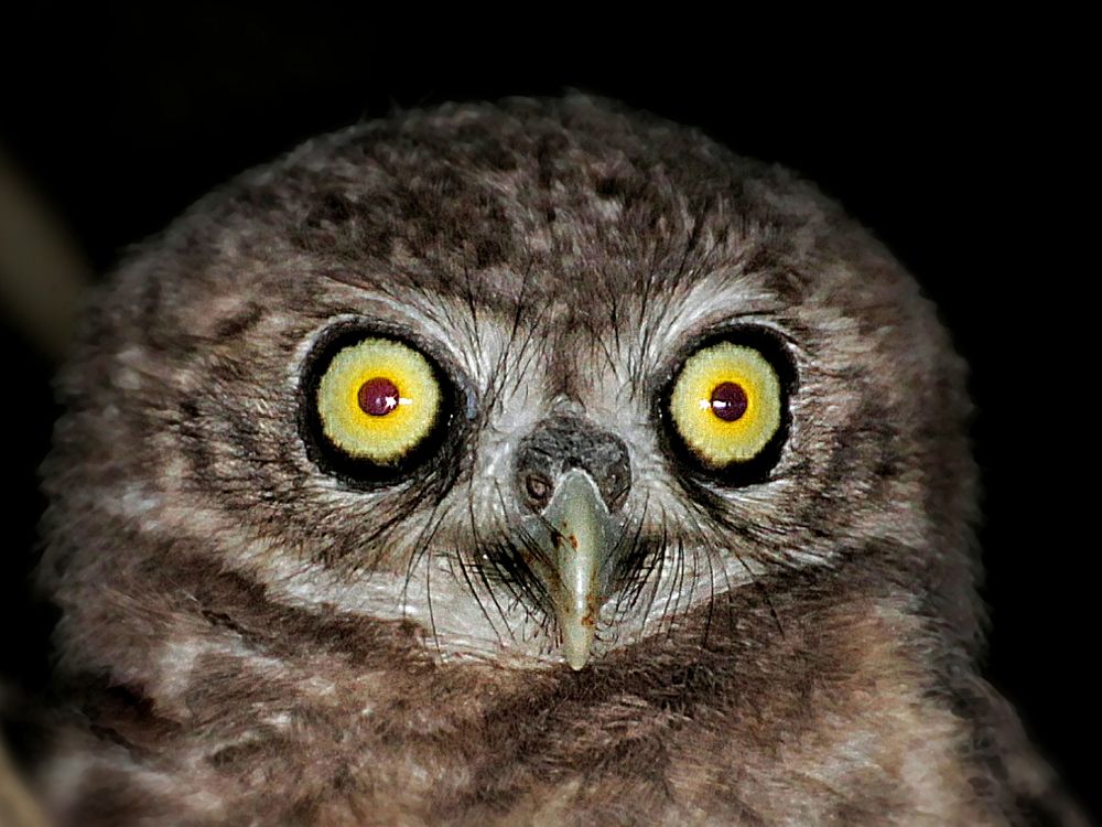 Photograph by Souvik DEY