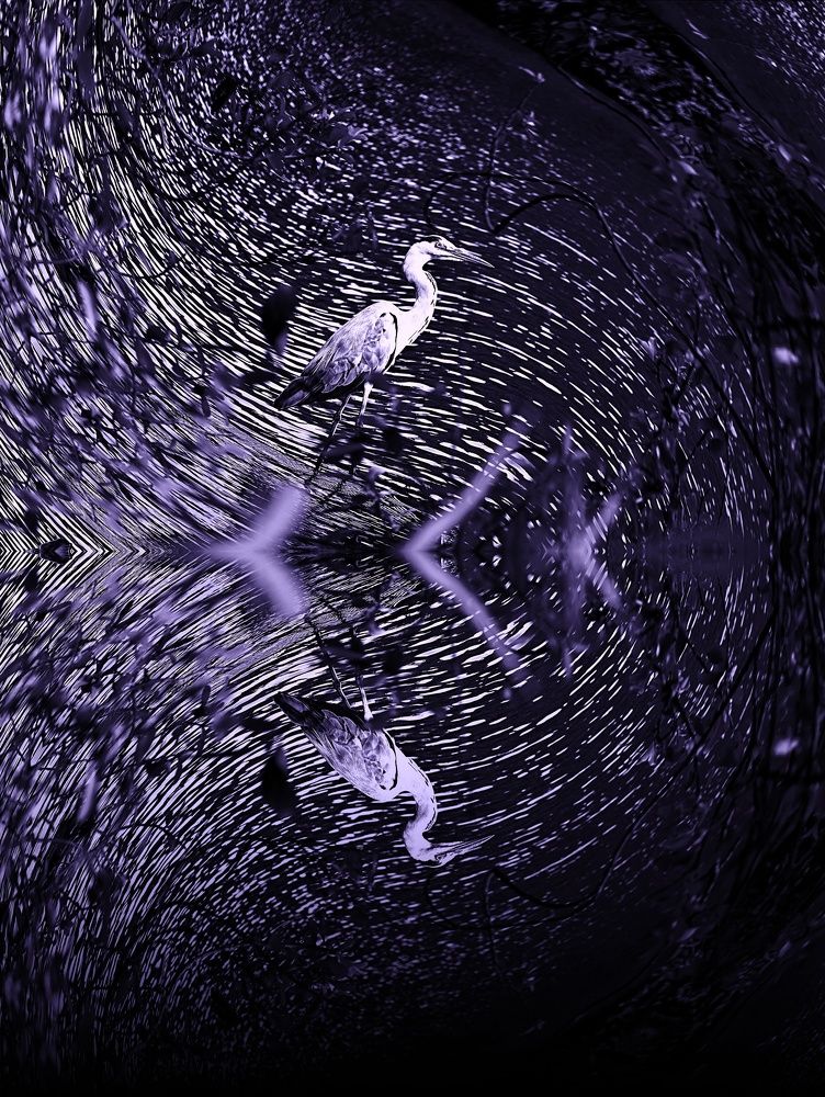 Цапля в перспективе