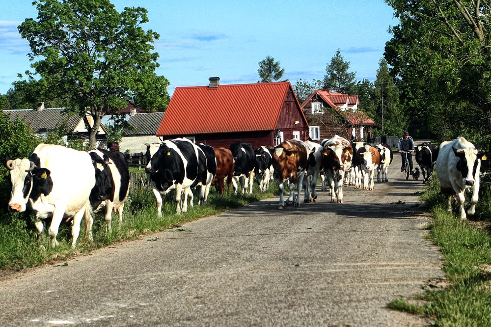 Photograph by Anna Suchcicka