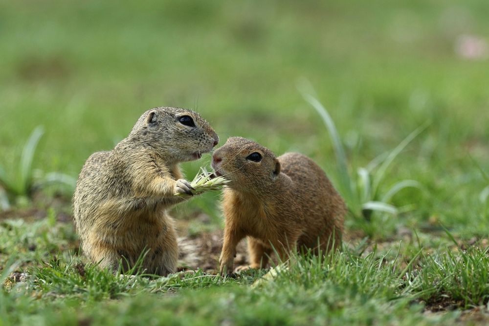 what will be for dinner ?