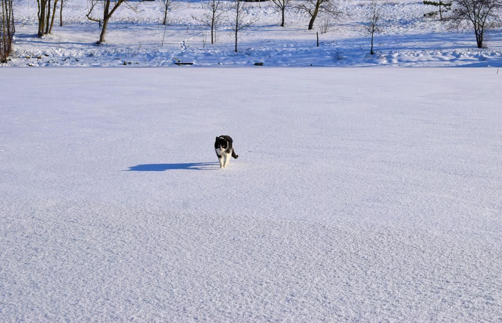 Photograph by Ирина Дашкова-Красникова
