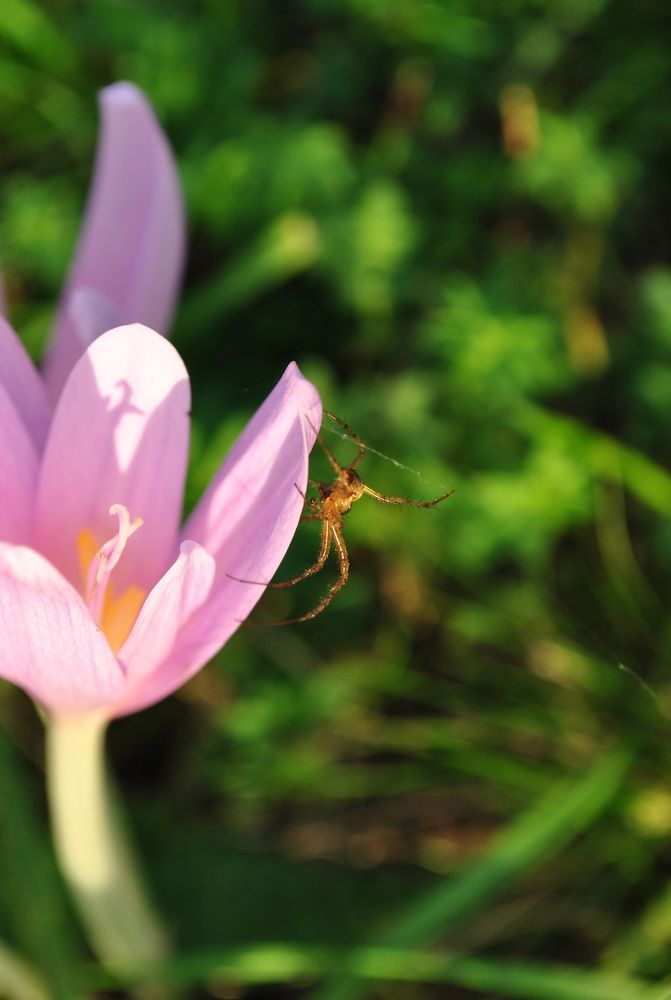 Photograph by Ciornei Simona Maria